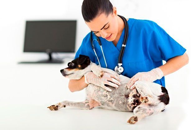 Изображение Опухоли молочных желёз у собак и кошек