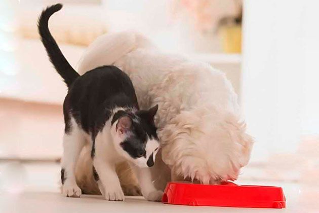Можно ли кормить собаку и кошку одним и тем же кормом? Мир хвостатых -  журнал о домашних питомцах.
