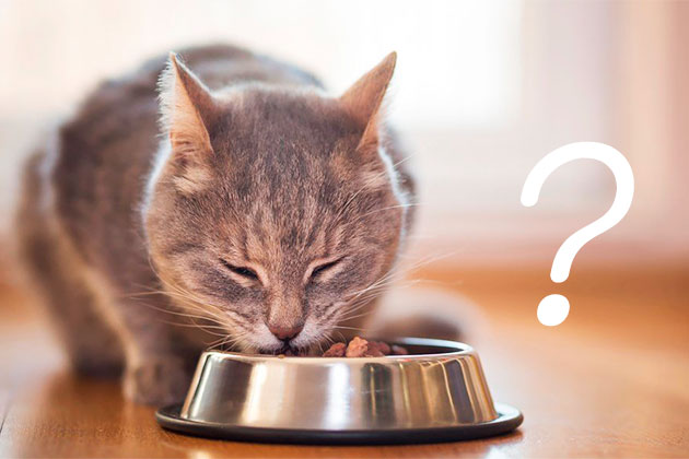 Как выбрать миску для кошки? Мир хвостатых - журнал о домашних питомцах.