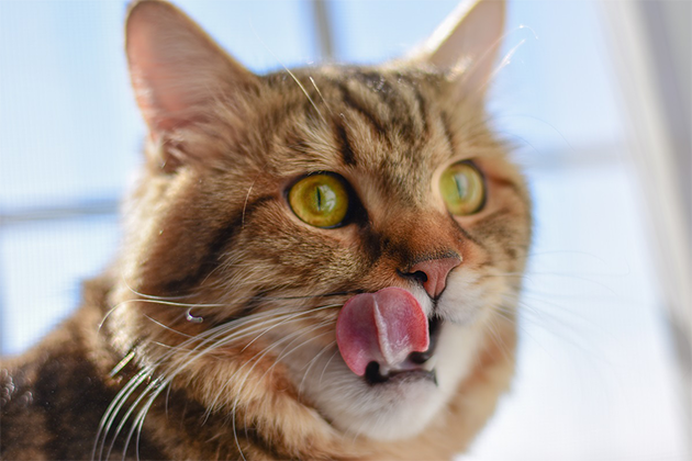 Таурин для кошек - что это и зачем он нужен? Мир хвостатых - журнал о  домашних питомцах.