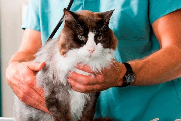 Изображение Коронавирусный энтерит и вирусный перитонит у кошек