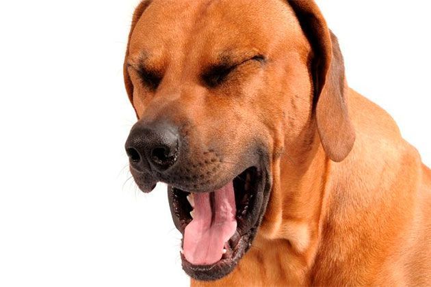 Изображение Питомниковый (вольерный) кашель у собак