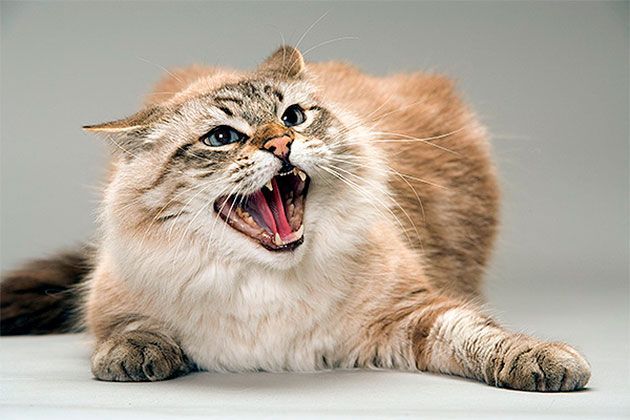 Изображение Стресс и агрессия у кошек