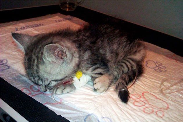 восстановление кошки после панлейкопении