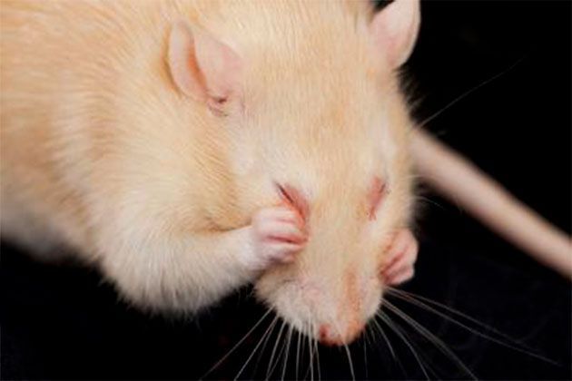 Изображение Респираторный микоплазмоз крыс