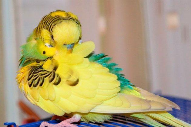 Почему попугай чешется: основные причины зуда, что делать в домашних условиях