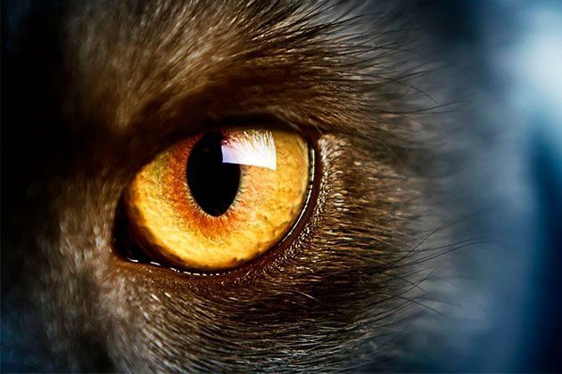 Изображение Заболевания глаз у собак и кошек