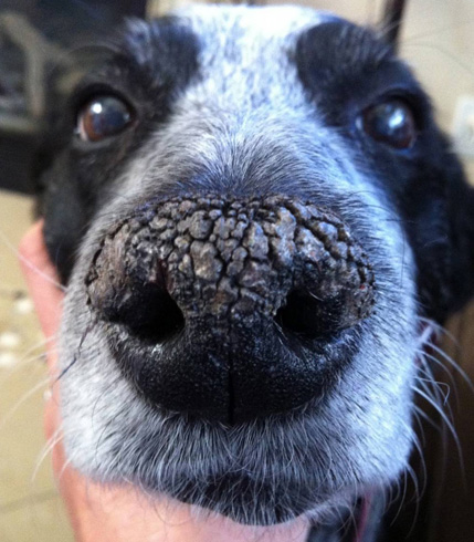 Почему у собаки сохнет и трескается нос? Мир хвостатых - журнал о домашних  питомцах.