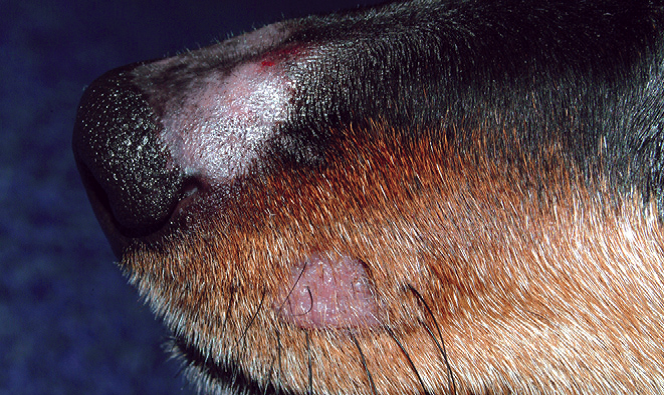 4 симптома развития пиодермы у собак: как распознать и лечить?