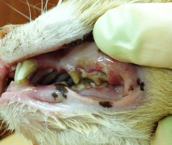 Болезни ротовой полости собак с фото thumbnail