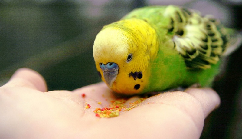 Как научить волнистого попугая говорить? Мир хвостатых - журнал о домашних  питомцах.