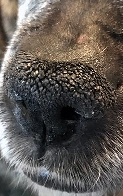 Причины и что делать, если у собаки сухой нос - Veterinary Guide