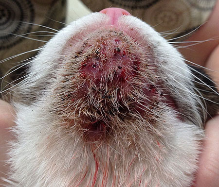 Опухла нижняя губа у кота: причины и методы лечения