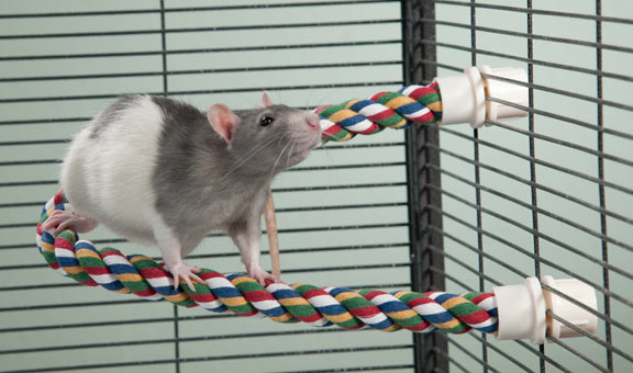 Как сшить елочную игрушку крысы