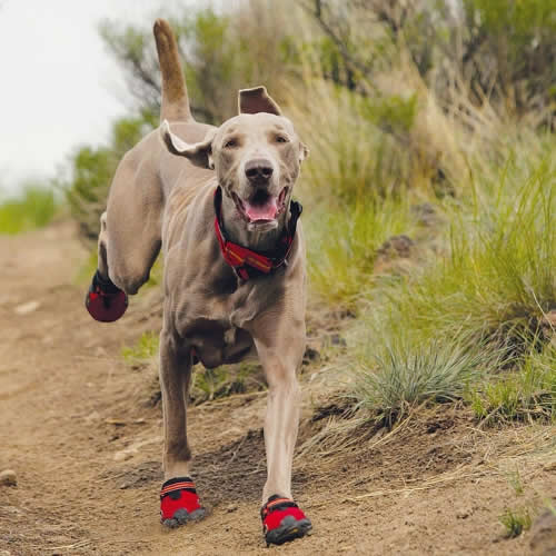 Собака в летней обуви